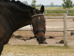 2012 Sommerturnering